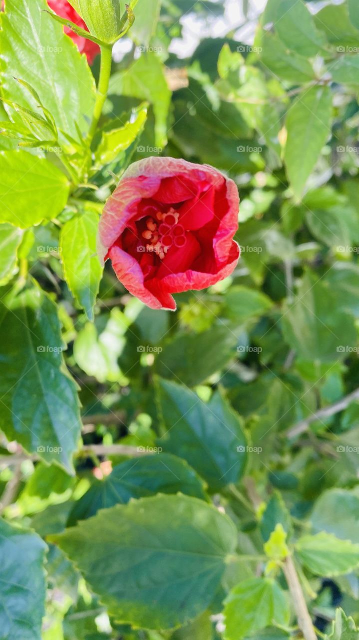 Hibiscus Red flame Flower Bud just opening Up. 
