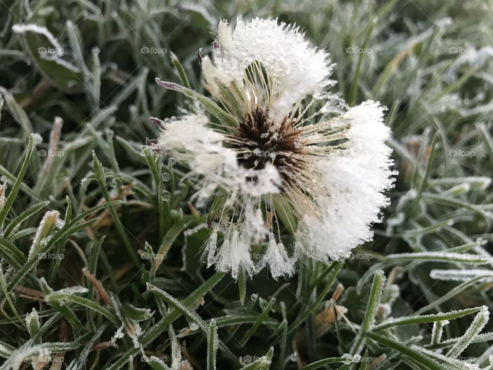 A frosty dandelion