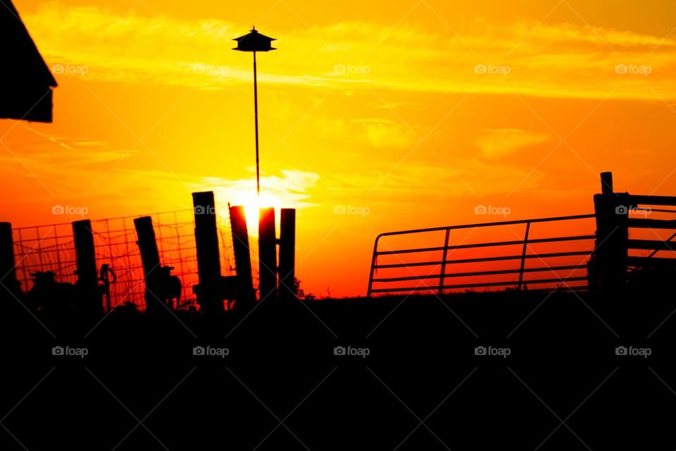 Farm sunset silhouette 