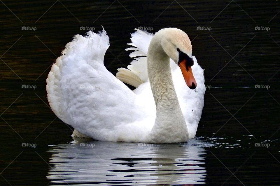 white swan