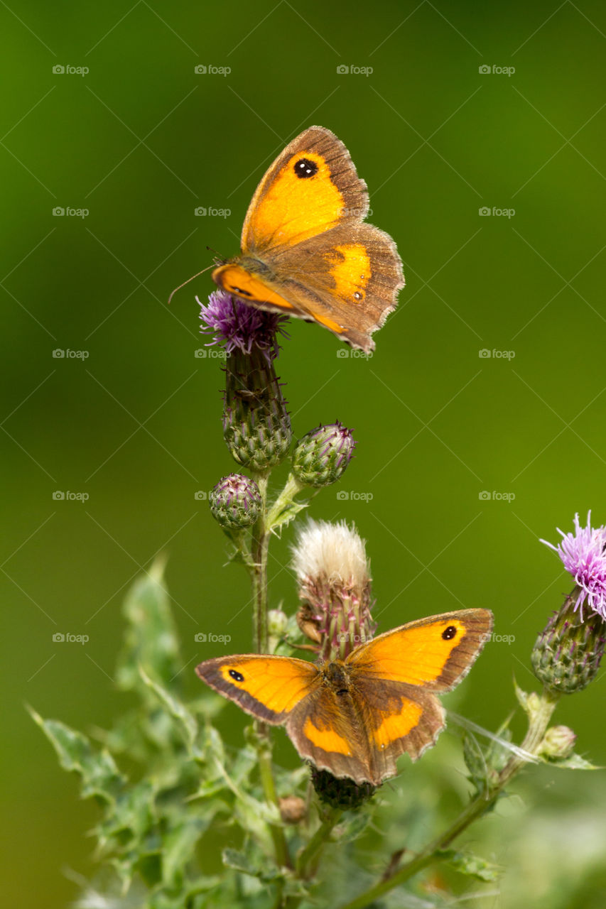 two gatekeeper, or hedge brown butterflies, having lunch on a kind of thistle flower  in the south of England.