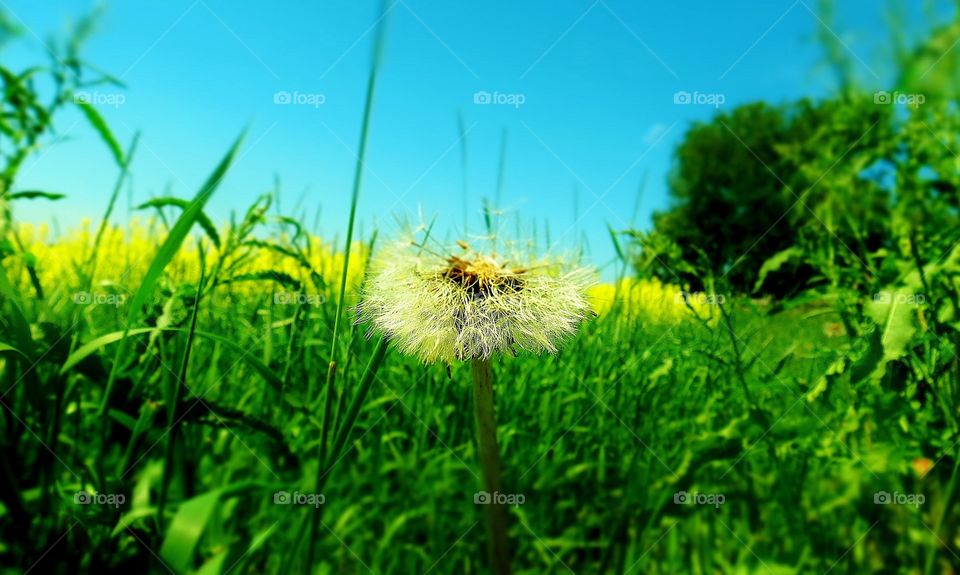 Dandelion canola field