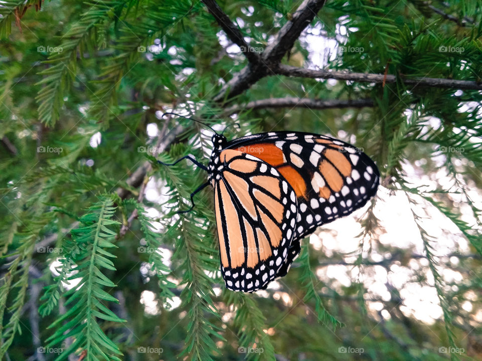 Monarch on Cypress