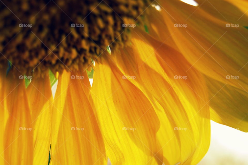 beautiful sunflower