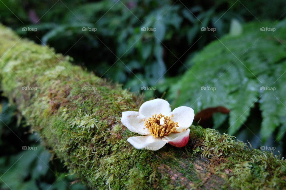 Flower with moss