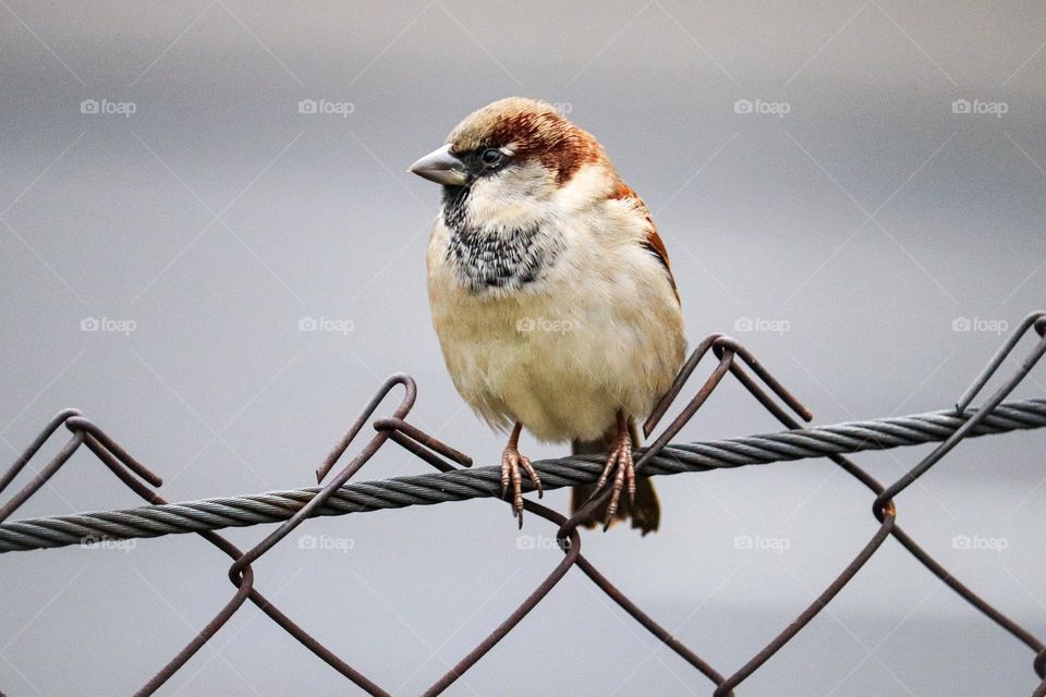 A sparrow on a wire fence