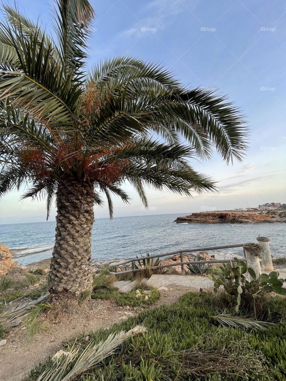 Rocky beach promenade with local flora and palm towards sunset, Torrevieja Spain 