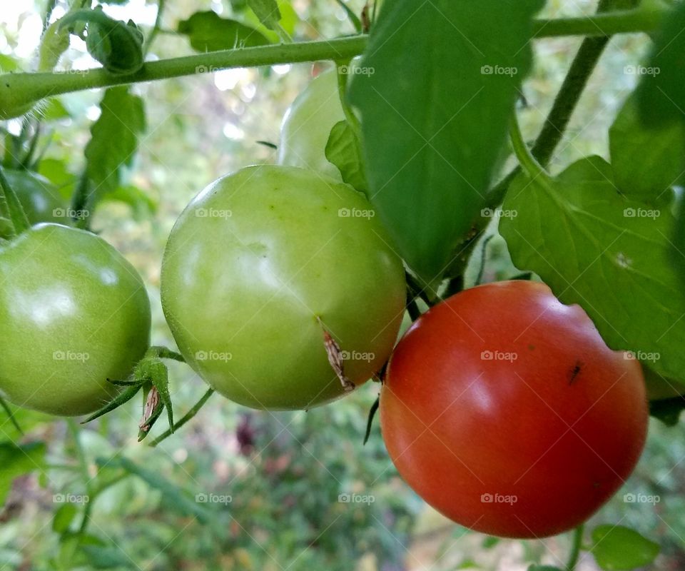 three tomatoes