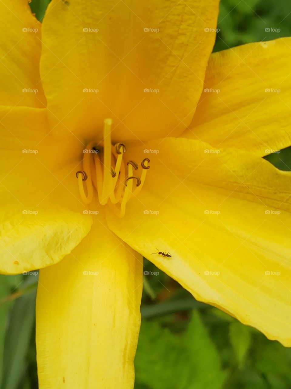 Lone ant climbing a yellow lily