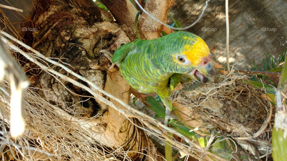 Plano de fundo! Imagem perfeita para papel de parede. Um lindo papagaio nos troncos das árvores de nosso jardim.