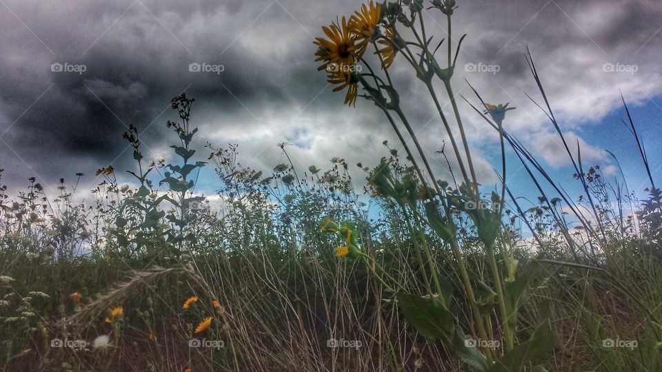 Meadow Under Clouds