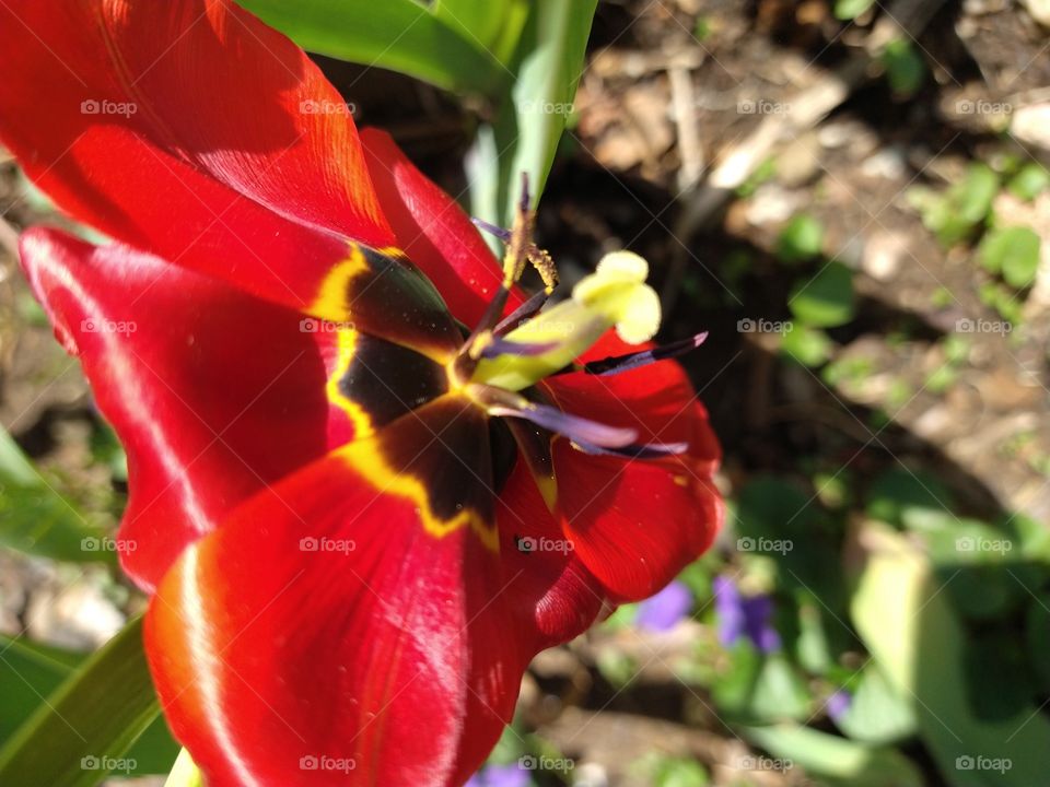 Fully bloomed Tulip