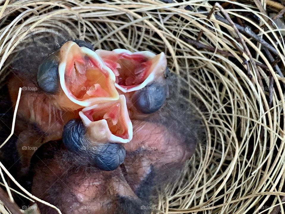 Cardinal hatchlings in their nest - The hatchling birds have transparent skin with a pinkish coloration, and the only other color they show is when they open their mouths to receive food.