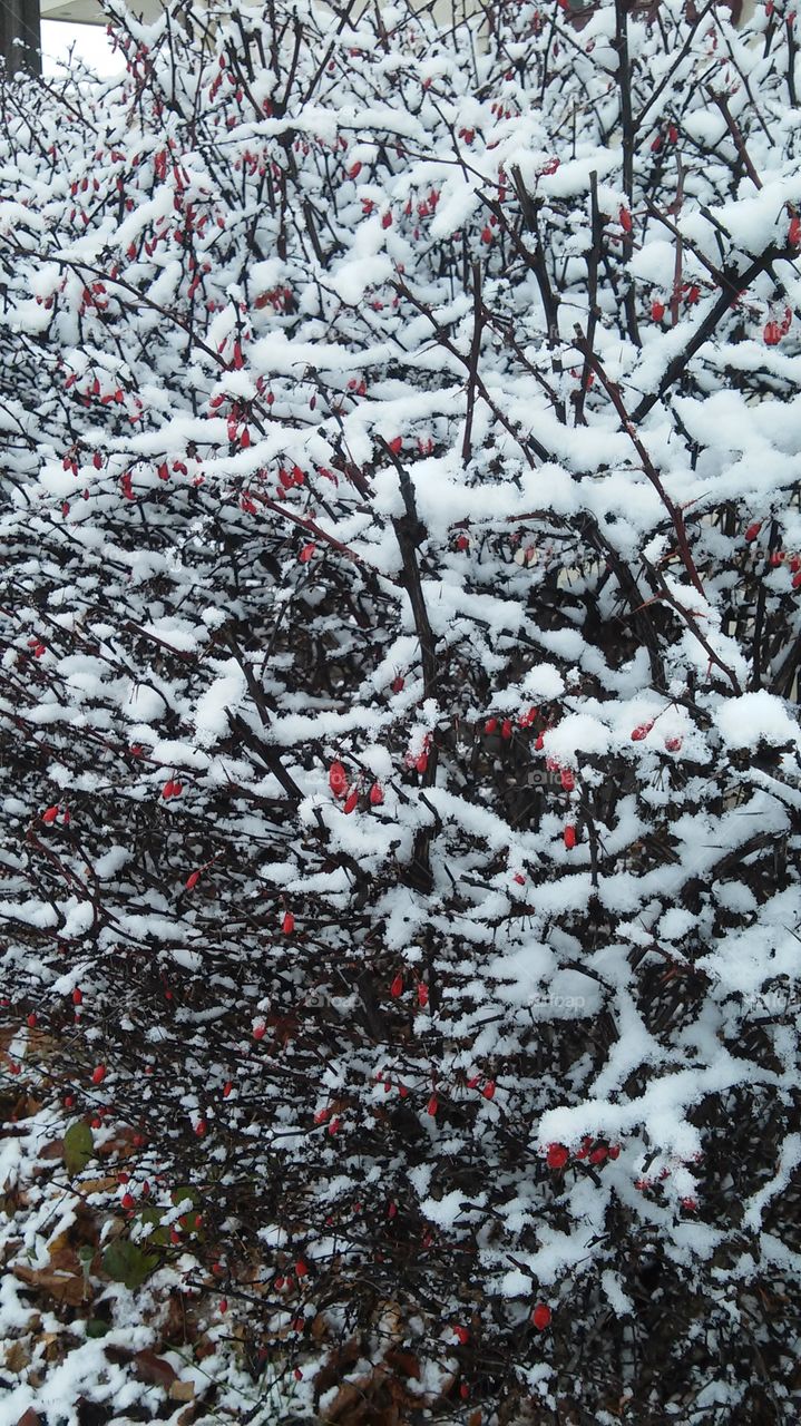 Snow Covered Roseglow Bushes