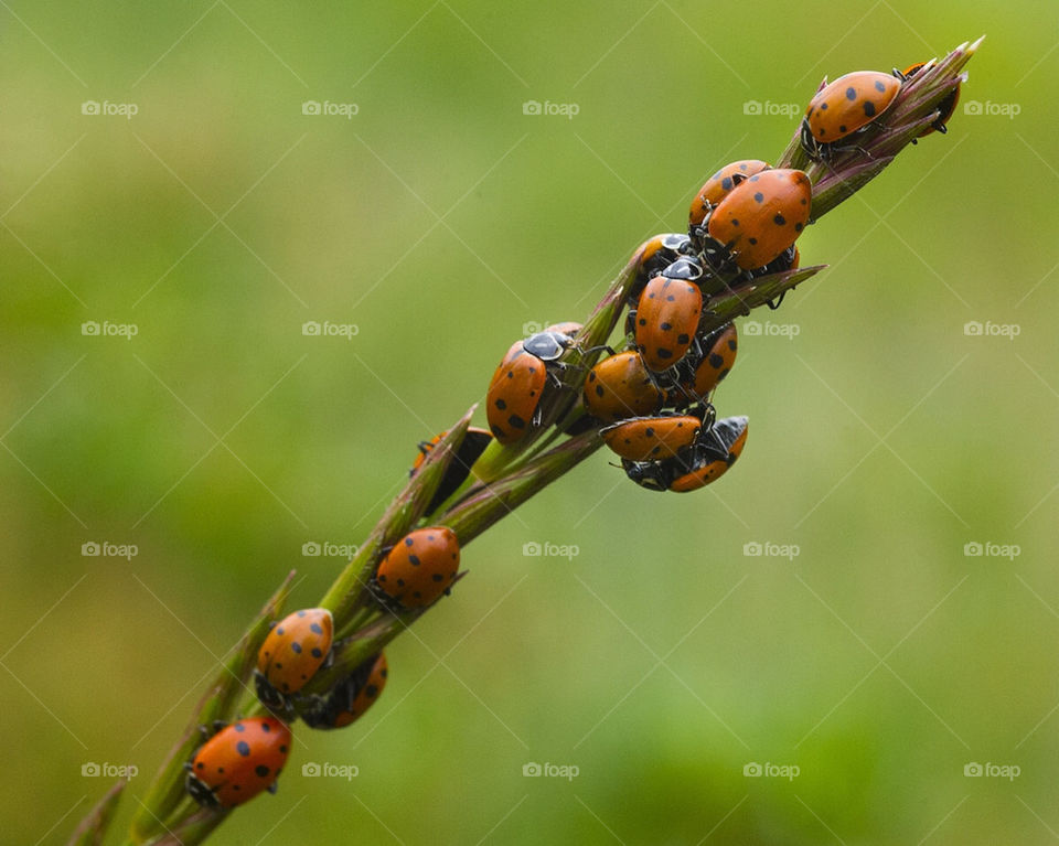 Ladybugs gather on a stalk of grass in the Arizona Mountains.