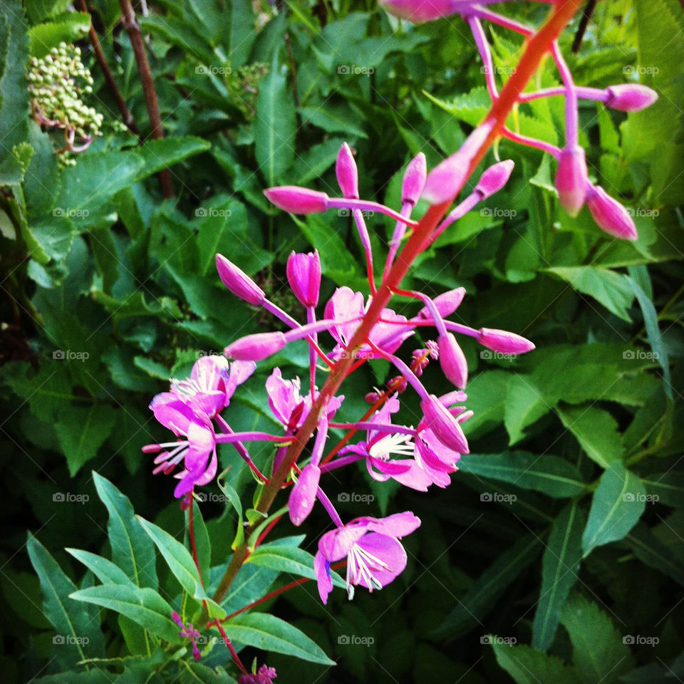 flower purple plant hike by lmtrent