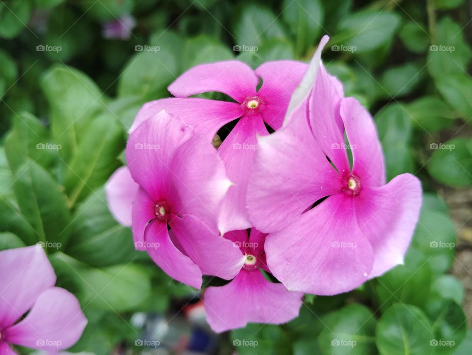 periwinkle pink flower seasonal fresh shurb small size looks very beautiful generally found everywhere