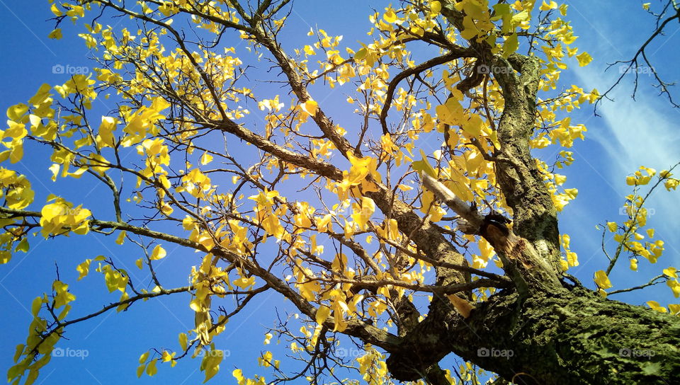 Tree in fall time