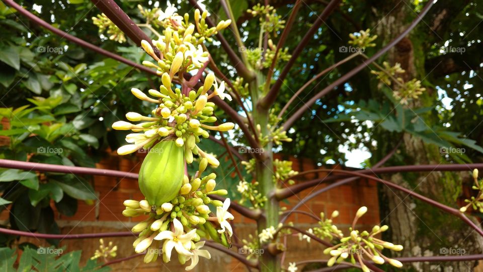 Até pé de mamão dá flores bonitas.