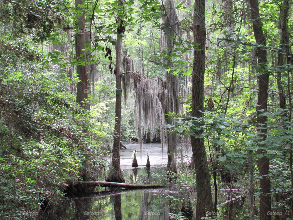 swamp life.