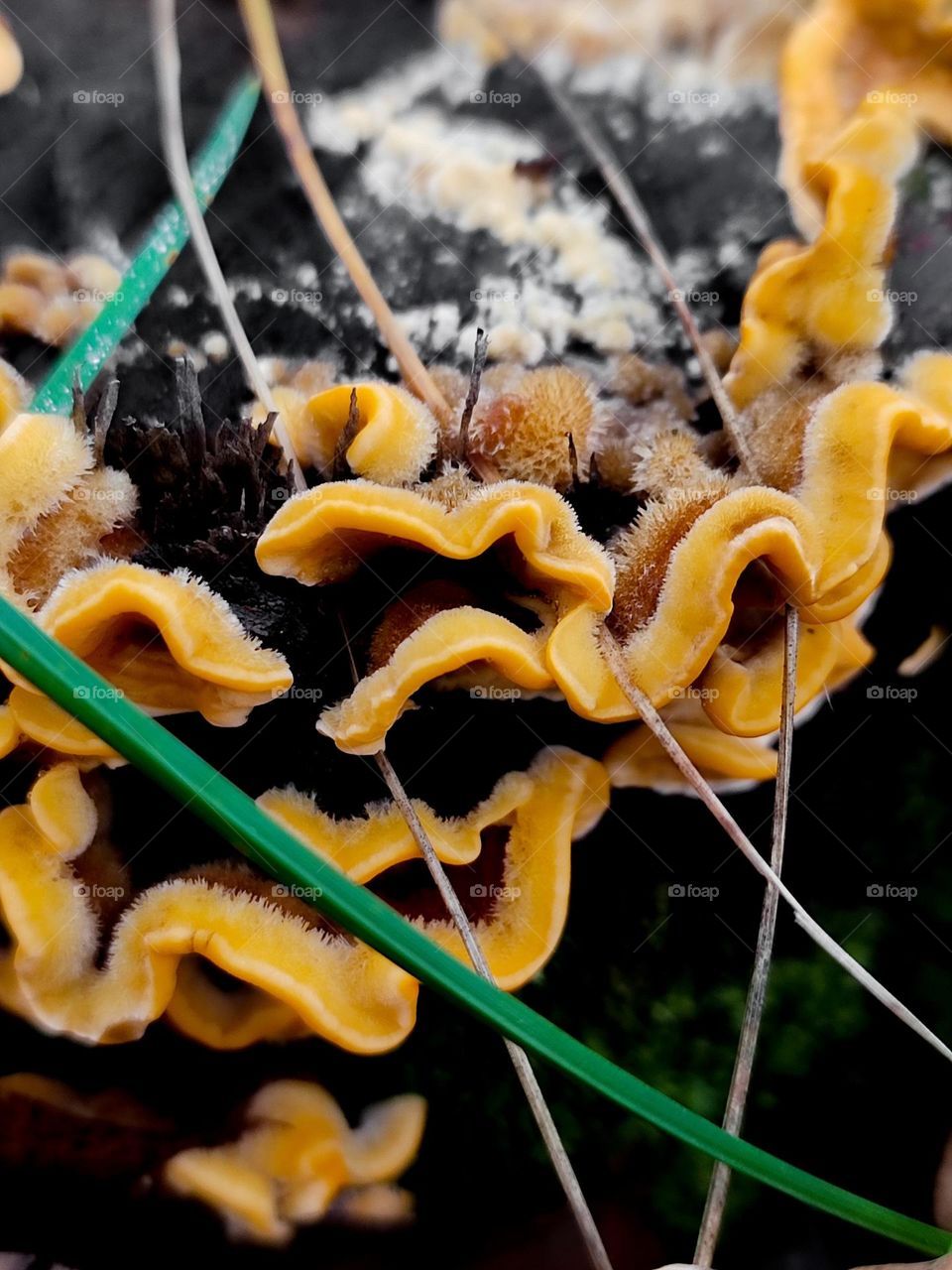 Wild yellow polypore fluffy mushrooms Stereum hirsutum on the wooden log in the forest closeup