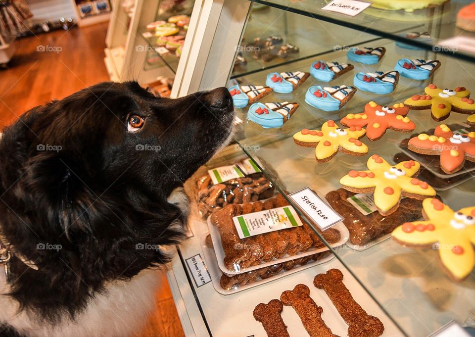 Dog choosing treat