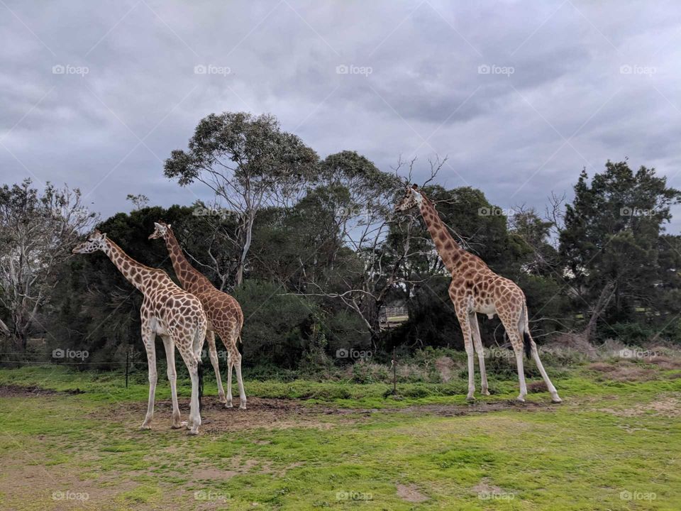 Family of giraffes enjoying the afternoon