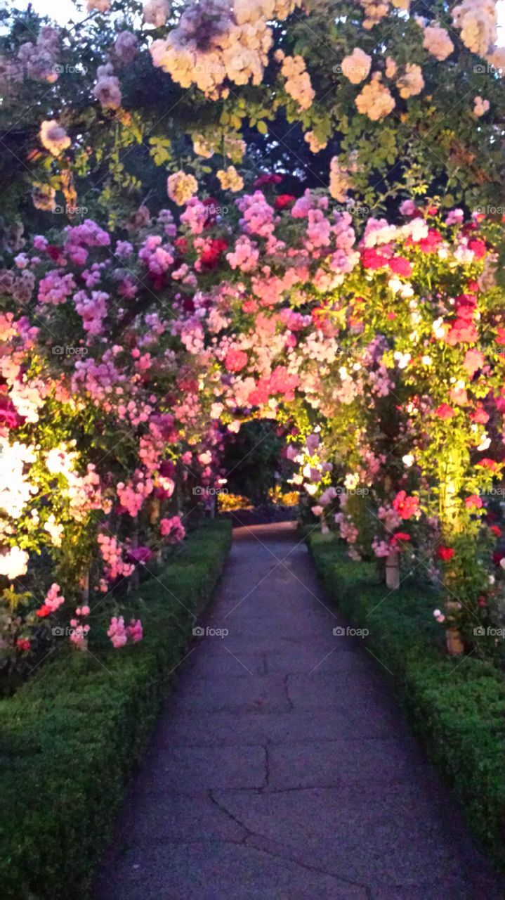 rose arch
