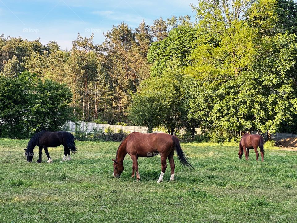 Horses 