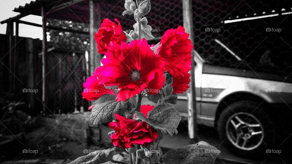 A silhueta das flores vermelhas com fundo em preto e branco.