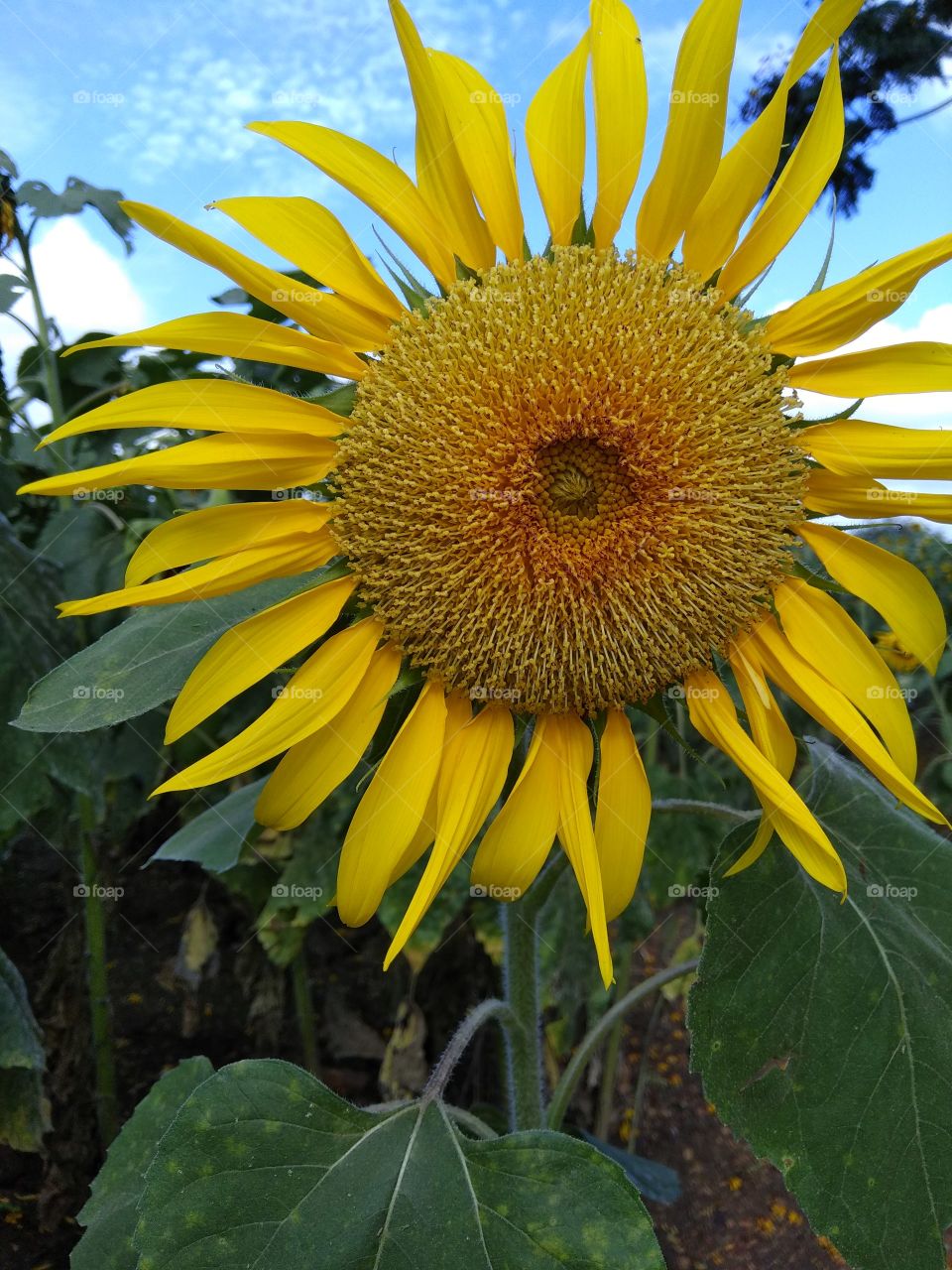 SUN FLOWER