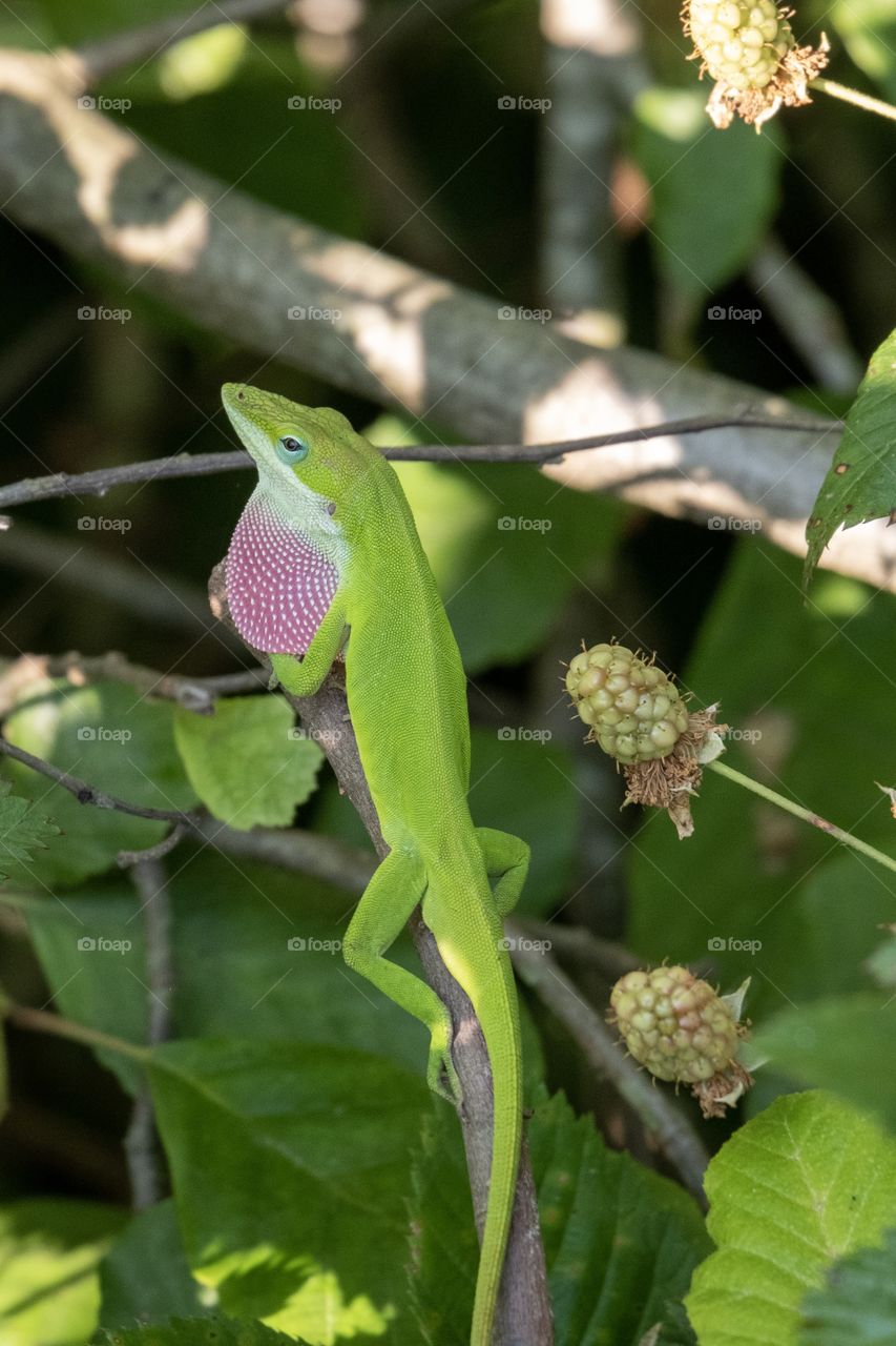 A Carolina anole puffs out his bright red dewlap, also called throat fan, to intimidate perceived danger. Yates Mill County Park in Raleigh North Carolina.