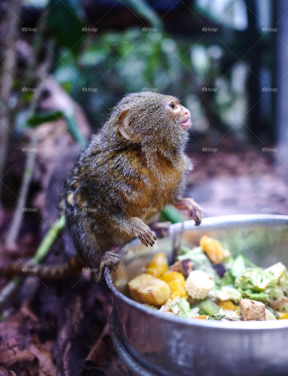 Monkey eating food