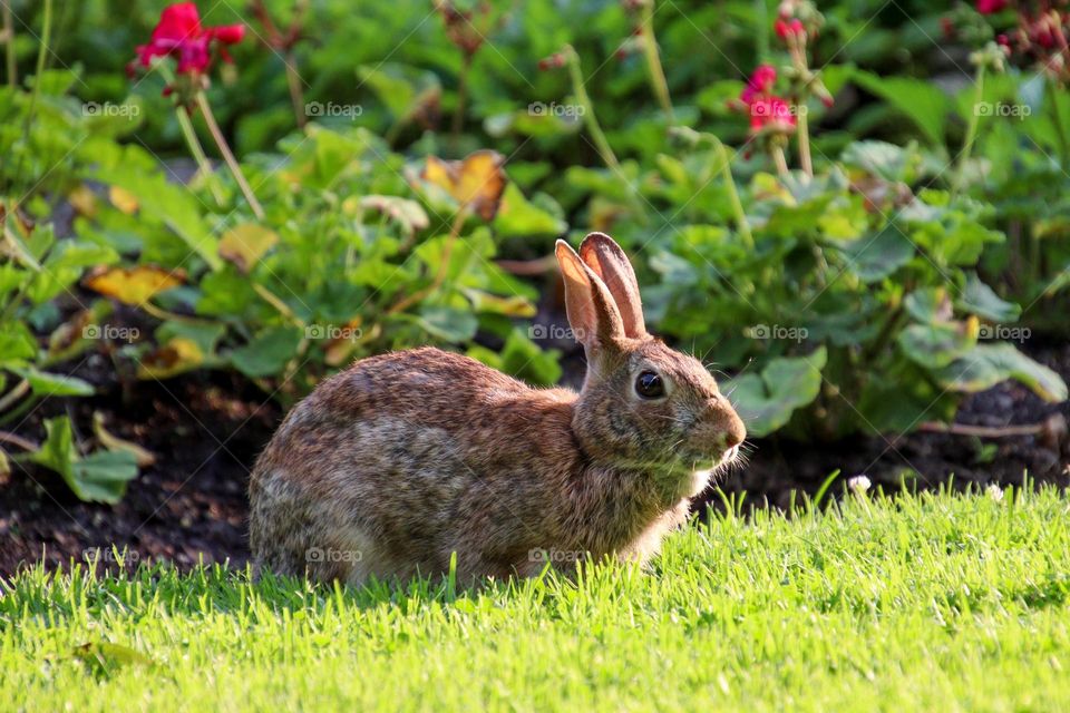 Cute bunny on a sunny morning