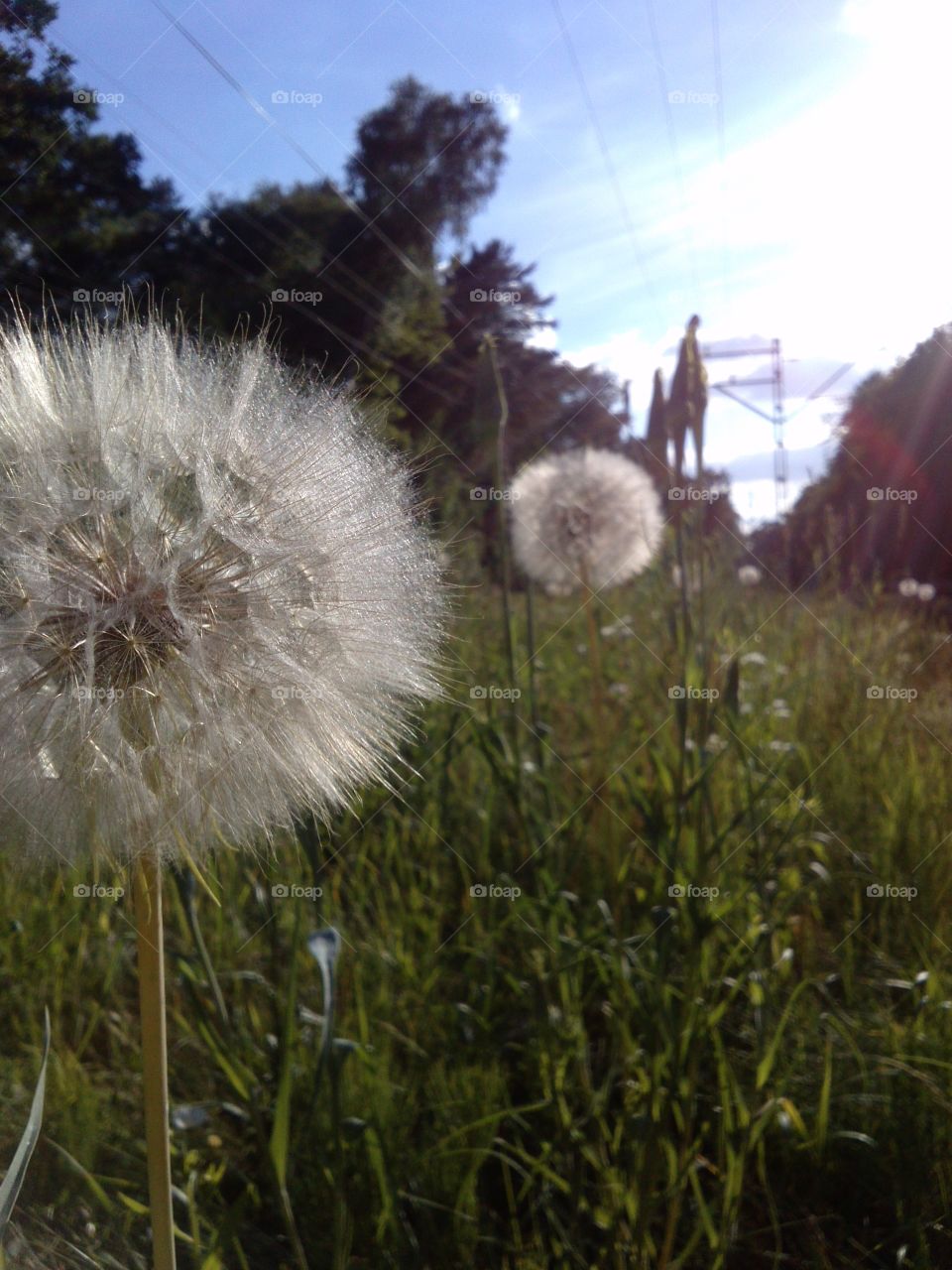 Dandelions. line-up