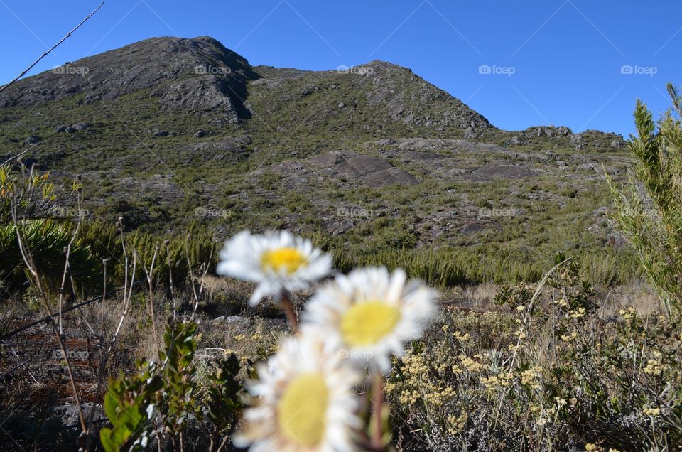 Singela beleza da Natureza 