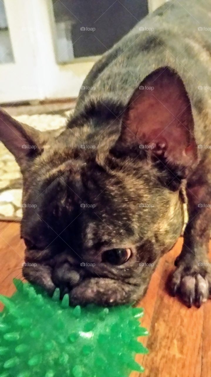 Frenchy enjoys toy