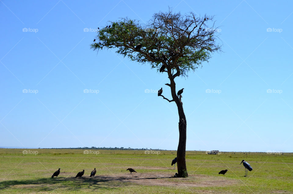 tree animals scenery kenya by hunter_dude99