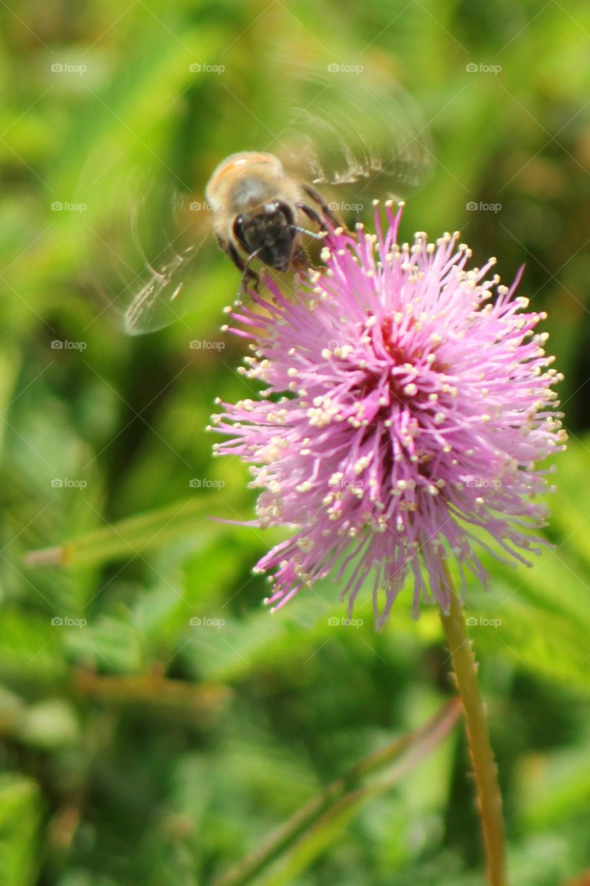 Bee in flight over flower
