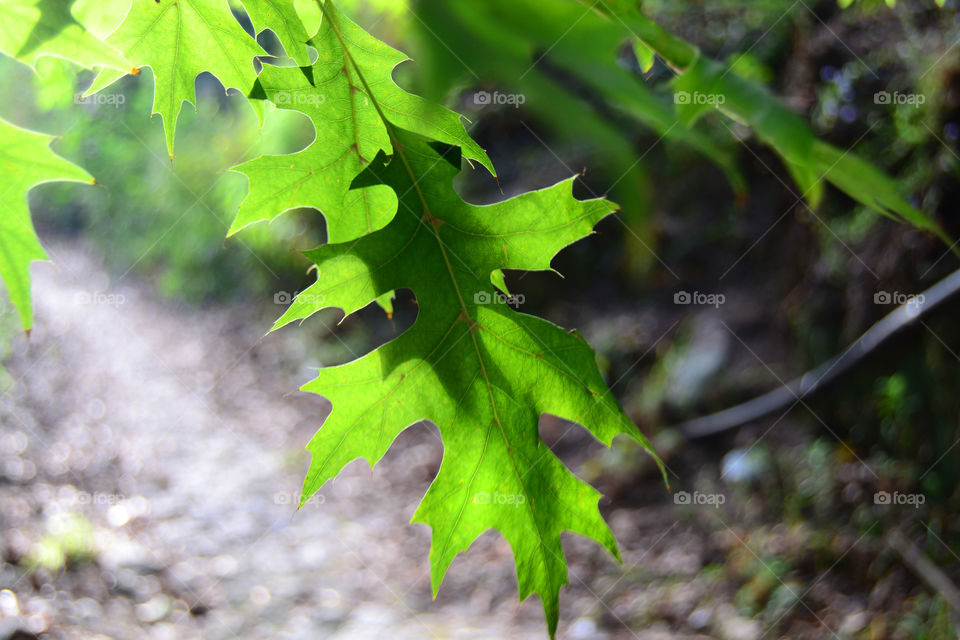 Leaves