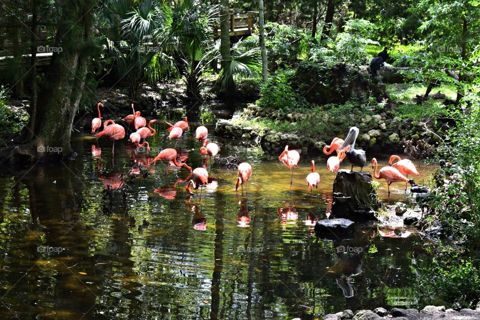 Flamingo's paradise 