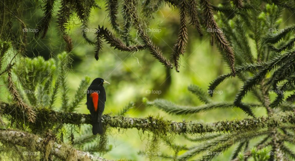 Black and red bird