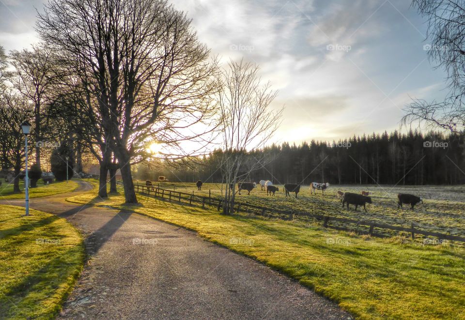 Cows grazing on grassy field