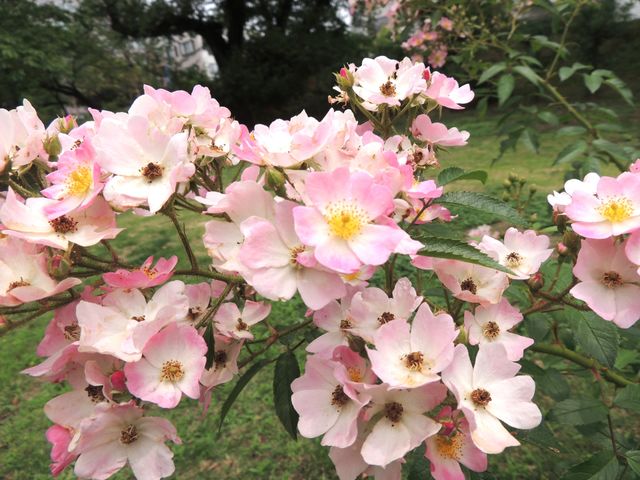 Pink flowers