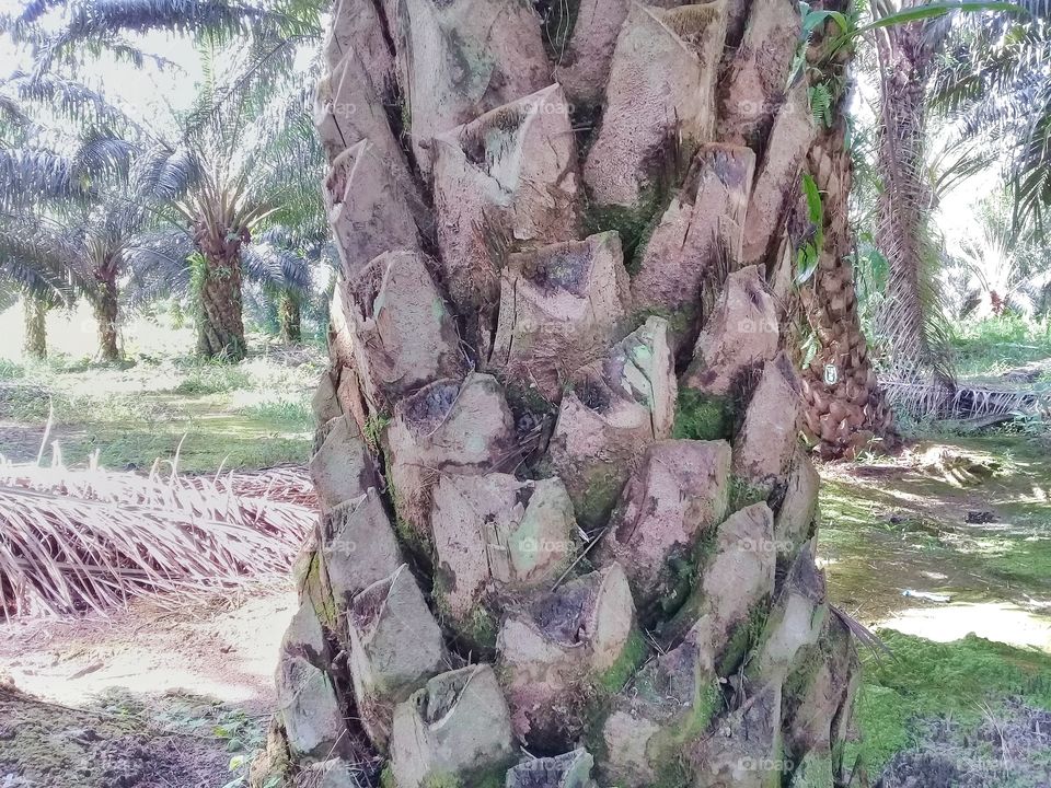 Right spiral of oil palm trees