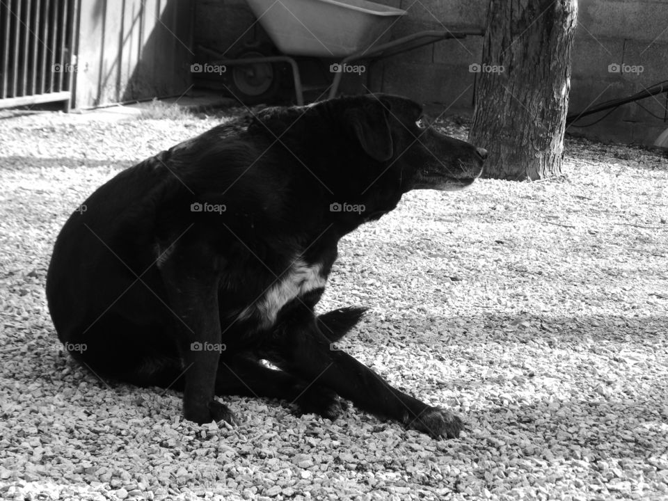 This dog have a gourgeous scratch and smile for this