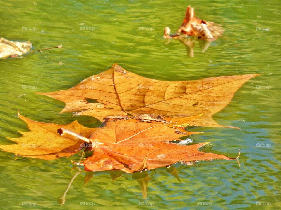 Floating leaf in fall. 