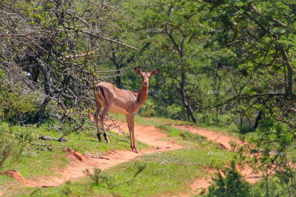 An impala buck looking at the camera