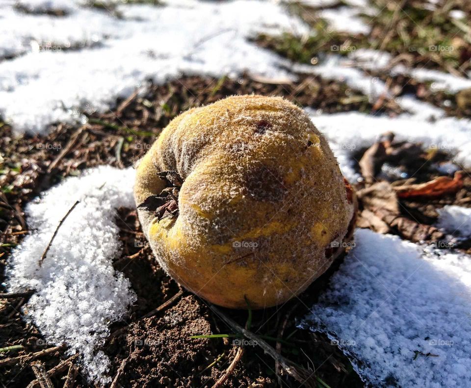 Winter fruit