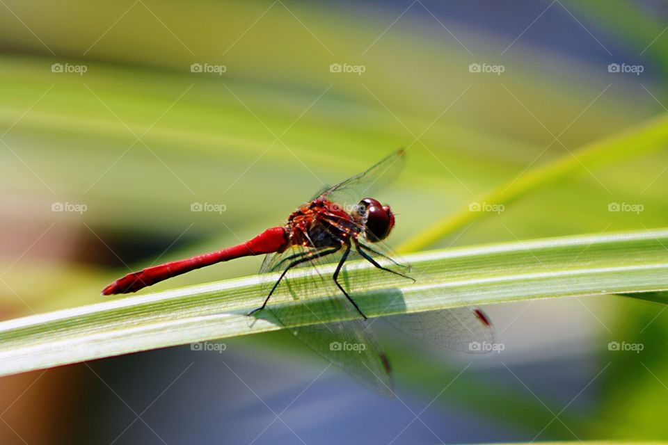 Red dragonfly in green grass